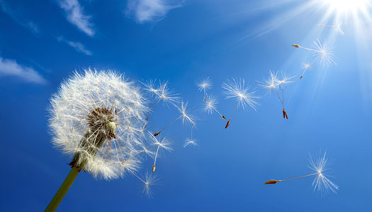 dandelion, blue sky