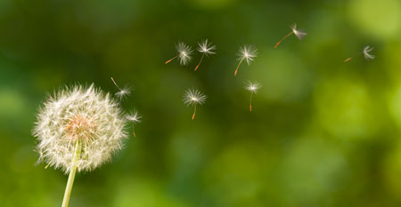 Dandelion seeds flying