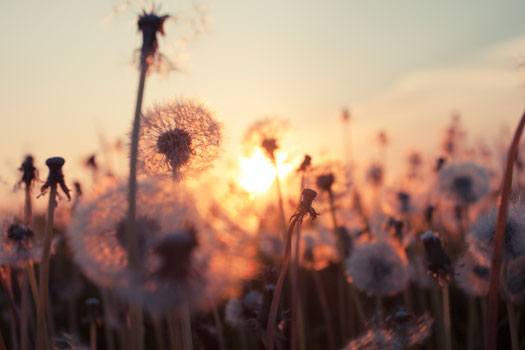 Dandelions at sunset